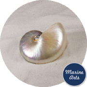 8644 - Nautilus Pearl Standard 7.5cm